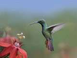 Green-Breasted Mango (Anthracothorax Prevostii) Hummingbird Male Foraging  Costa Rica