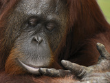 Orangutan (Pongo Pygmaeus) Female Looking at Hand  Camp Leaky  Tanjung Puting Nat'l Park  Indonesia