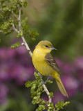 Orchard Oriole (Icterus Spurius) Female  Rio Grande Valley  Texas