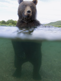 Brown Bear (Ursus Arctos) in River  Kamchatka  Russia