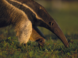 Giant Anteater (Myrmecophaga Tridactyla) Feeding on Ants  Southern Pantanal  Brazil