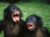Bonobo or Pygmy Chimpanzee (Pan Paniscus) Juvenile Pair Making Funny Faces