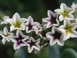 Seaside Heliotrope Flowers  Heliotropium Curassavicum