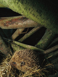 Western European Hedgehog (Erinaceus Europaeus) in its Nest Amid Tree Roots  Europe