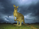 Eastern Grey Kangaroo (Macropus Giganteus) Mother under Storm Clouds with Joey in Pouch  Australia