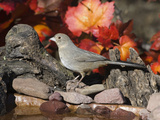 Canyon Towhee (Pipilo Fuscus) Beside Drinking Pool  Santa Rita Mountains  Arizona