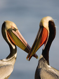 Brown Pelican (Pelecanus Occidentalis) Pair Interacting  California