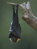 Gray-Headed Flying Fox (Pteropus Poliocephalus) Roosting  Ipswich  Australia
