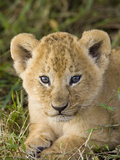 African Lion (Panthera Leo) Five Week Old Cub  Vulnerable  Masai Mara Nat'l Reserve  Kenya