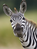 Burchell's Zebra (Equus Burchellii) Portrait  Masai Mara  Kenya