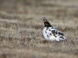 Rock Ptarmigan (Lagopus Mutus) Female Moulting from Winter to Summer Feathers  Kamchatka  Russia