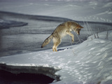 Coyote (Canis Latrans) Pouncing on Small Rodent Beneath the Snow on Riverbank