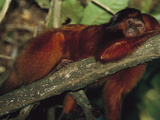 Golden Lion Tamarin (Leontopithecus Rosalia) Resting in Tree  Ilheus  Bahia  Brazil