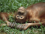 Orangutan (Pongo Pygmaeus) Laying in Grass with Head Tilted Back  Borneo