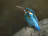 Kingfisher (Alcedo Atthis) Female  Bandhavgarh Nat'l Park  India