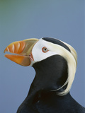 Tufted Puffin (Fratercula Cirrhata) Portrait  Pribilof Islands  Alaska