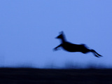 Roe Deer (Capreolus Capreolus) Jumping  Kamchatka  Russia