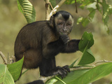Brown Capuchin (Cebus Apella) Eating  Pacaya Samiria Nat'l Park  Peru