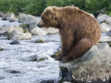 Brown Bear (Ursus Arctos) Sitting on Rock in River  Kamchatka  Russia