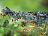Saltwater Crocodile or Estuarine Crocodile (Crocodylus Porosus) Close-Up  Australia