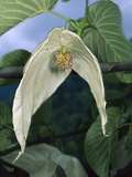 Dove Tree (Davidia Involucrata) Blossom  Sichuan Province  China