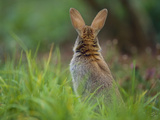 European Rabbit (Oryctolagus Cuniculus) in Meadow  France  Introduced Worldwide