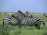 Zebra (Equus Burchellii) Pair Resting  Serengeti National Park  Tanzania