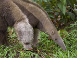 Giant Anteater (Myrmecophaga Tridactyla) Foraging for Insects  Amazon Ecosystem  Peru