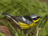 Magnolia Warbler (Dendroica Magnolia) Male  Rio Grande Valley  Texas