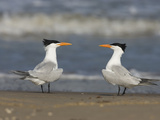 Royal Tern (Sterna Maxima) Pair on Beach  Rio Grande Valley  Texas