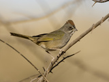 Green-Tailed Towhee (Pipilo Chlorurus) Perching on Twig  Green Valley  Arizona