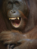 Orangutan (Pongo Pygmaeus) Young Male Yawning  Tanjung Puting Nat'l Park  Borneo  Malaysia