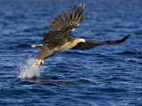 White-Tailed Eagle (Haliaeetus Albicilla) Catching Fish  Norway
