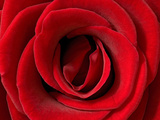 Rose (Rosa Sp) Detail  Germany