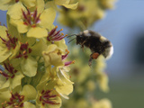 Garden Bumblebee (Bombus Hortorum) Collecting Pollen on Flower  Austria