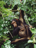 Chimpanzee (Pan Troglodytes) Swinging In  Tree  Gombe Stream National Park  Tanzania