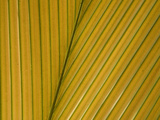 Palm Leaf Showing Midrib and Veination  Yavari River  Amazon Basin  Peru