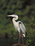 Great Blue Heron (Ardea Herodias) Perching  Florida