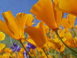 California Poppy (Eschscholzia Californica) Flowers  Antelope Valley  California