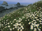 Daisies Along Coastline with Sea Stacks in Background  Redwood Nat'l Park  California