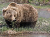 Brown Bear (Ursus Arctos) Kamchatka  Russia