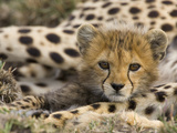 Cheetah (Acinonyx Jubatus) Cub Portrait  Maasai Mara Reserve  Kenya
