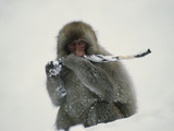 Japanese Macaque (Macaca Fuscata) Eating Bark  Joshinetsu Plateau Nat'l Park  Japan