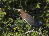 Rufescent Tiger-Heron (Tigrisoma Lineatum)  Cuiaba River  Pantanal  Brazil