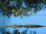 Saltwater Crocodile or Estuarine Crocodile (Crocodylus Porosus) in Water  Australia