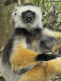 Diademed Sifaka (Propithecus Diadema) Portrait  Andasibe-Mantadia Nat'l Park  Madagascar