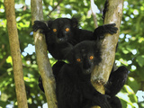 Black Lemur (Lemur Macaco) Males  Lokobe Nature Special Reserve  Madagascar