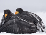 Steller's Sea Eagle (Haliaeetus Pelagicus) Juvenile Making Himself Appear Larger  Kamchatka  Russia