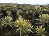 Frailejones (Espeletia Sp) Flowering  Purace Nat'l Park  Colombia