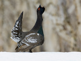 Capercaillie (Tetrao Urogallus) Male Displaying and Calling  Kamchatka  Russia